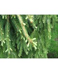 Ель сербская Пендула | Ялина сербська Пендула | Picea omorika Pendula