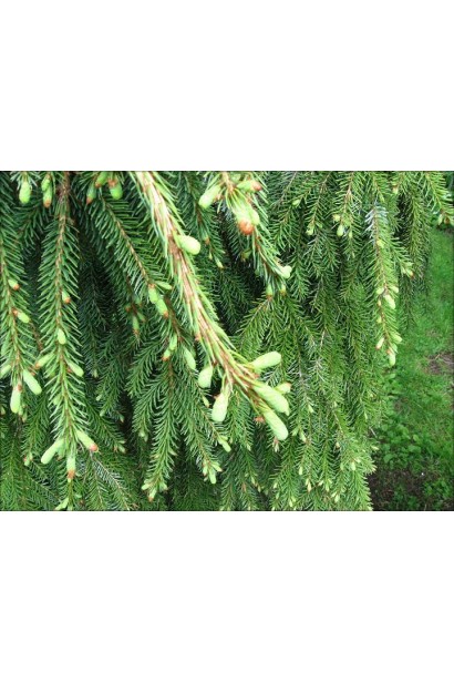 Picea omorika Pendula