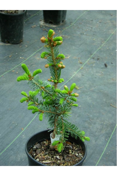 Ялина сербська Пендула саджанець в горщику 3 л