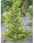 Ялина східна Ауреоспіката / Ауреа | Ель восточная Ауреоспиката / Ауреа | Picea orientalis Aureospicata / Aurea
