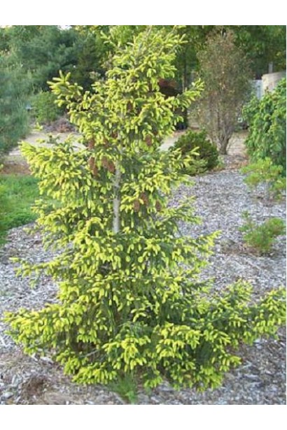 Ялина східна Ауреоспіката / Ауреа | Picea orientalis Aureospicata / Aurea| Ель восточная Ауреоспиката / Ауреа 