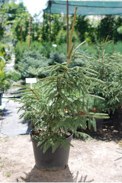 Ялина східна Ауреоспіката / Ауреа | Picea orientalis Aureospicata / Aurea| Ель восточная Ауреоспиката / Ауреа 