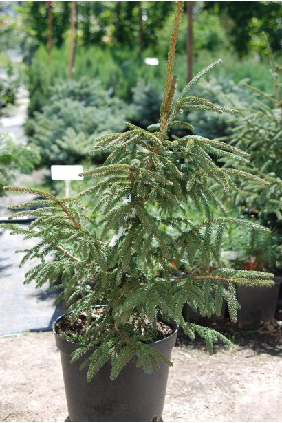 Ялина східна Ауреоспіката / Ауреа | Picea orientalis Aureospicata / Aurea| Ель восточная Ауреоспиката / Ауреа 