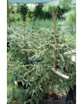 Ель восточная Ауреоспиката / Ауреа | Ялина східна Ауреоспіката / Ауреа | Picea orientalis Aureospicata / Aurea