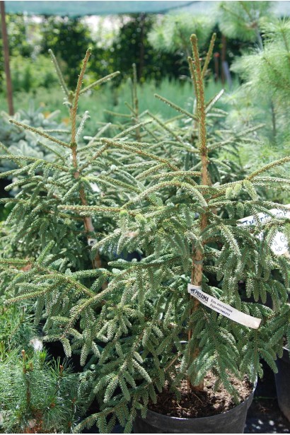 Picea orientalis Aureospicata / Aurea