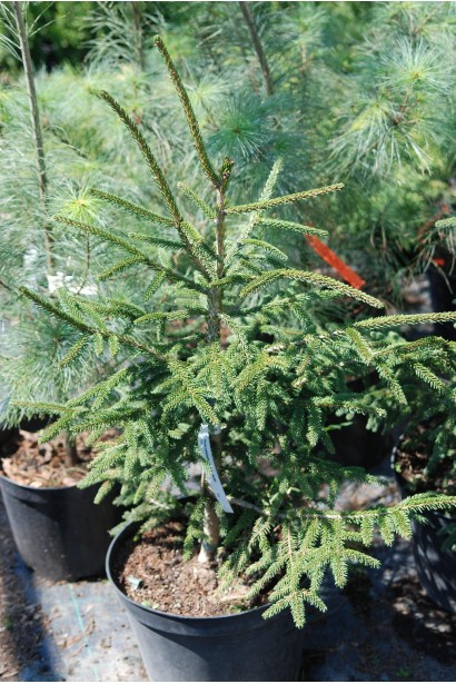 Ялина східна Ауреоспіката / Ауреа | Picea orientalis Aureospicata / Aurea| Ель восточная Ауреоспиката / Ауреа 