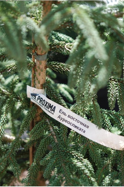 Ялина східна Ауреоспіката / Ауреа | Picea orientalis Aureospicata / Aurea| Ель восточная Ауреоспиката / Ауреа 