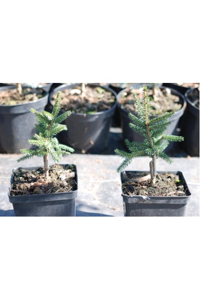 Ялина східна Ауреоспіката / Ауреа | Picea orientalis Aureospicata / Aurea| Ель восточная Ауреоспиката / Ауреа 