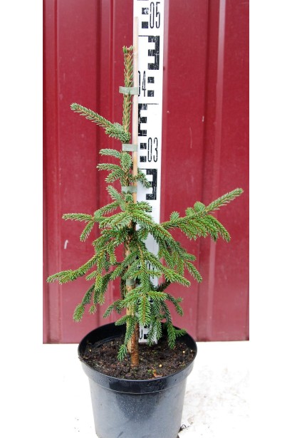 Ялина східна Ауреоспіката / Ауреа | Picea orientalis Aureospicata / Aurea| Ель восточная Ауреоспиката / Ауреа 