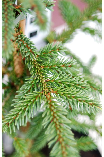 Ялина східна Ауреа