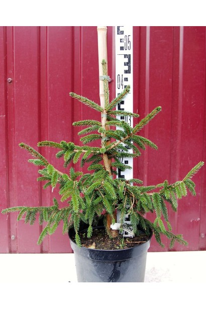 Ялина східна Ауреоспіката контейнер  3 л 35-45 см