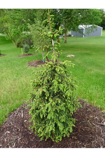 Ялина східна Ауреоспіката / Ауреа | Picea orientalis Aureospicata / Aurea| Ель восточная Ауреоспиката / Ауреа 