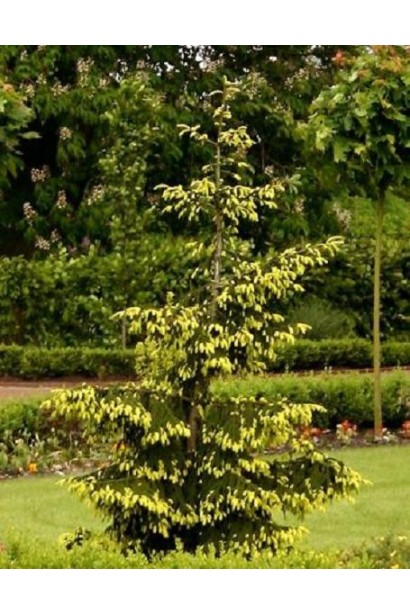 Ялина східна Ауреоспіката / Ауреа | Picea orientalis Aureospicata / Aurea| Ель восточная Ауреоспиката / Ауреа 