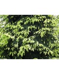 Ель восточная Ауреоспиката / Ауреа | Ялина східна Ауреоспіката / Ауреа | Picea orientalis Aureospicata / Aurea