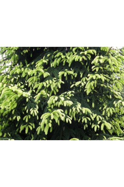 Ялина східна Ауреоспіката / Ауреа