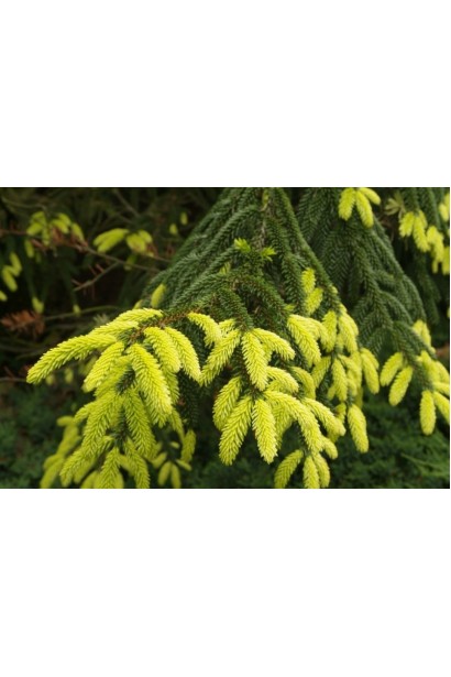 Ялина східна Ауреоспіката / Ауреа | Picea orientalis Aureospicata / Aurea| Ель восточная Ауреоспиката / Ауреа 