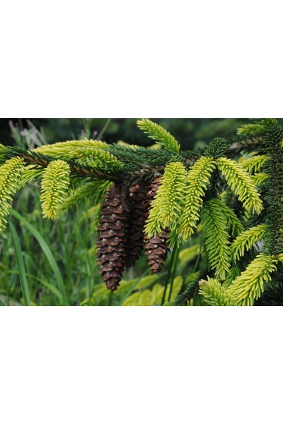 Ялина східна Ауреоспіката / Ауреа | Picea orientalis Aureospicata / Aurea| Ель восточная Ауреоспиката / Ауреа 