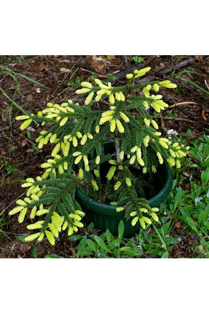 Ялина східна Ауреоспіката / Ауреа | Picea orientalis Aureospicata / Aurea| Ель восточная Ауреоспиката / Ауреа 