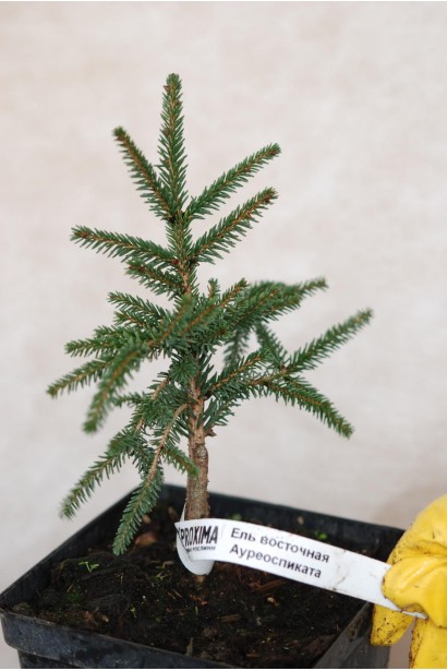 Ялина східна Ауреоспіката / Ауреа | Picea orientalis Aureospicata / Aurea| Ель восточная Ауреоспиката / Ауреа 