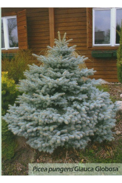 Ялина колюча Глаука Глобоза