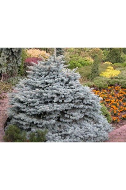 Ялина блакитна Глаука Глобоза