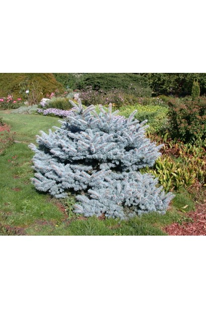 Ялина колюча Глаука Глобоза в ландшафті