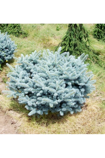 Ялина колюча Глаука Глобоза стрижена під кулю