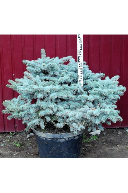 Ялина колюча Глаука Глобоза контейнер 50-60 см