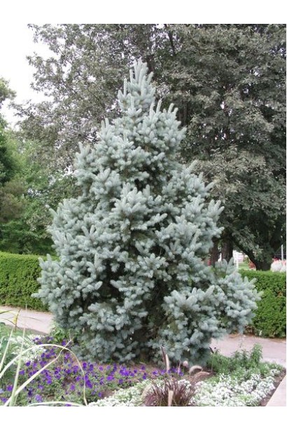 Ялина колюча Ізелі Фастiгiата в ландшафті