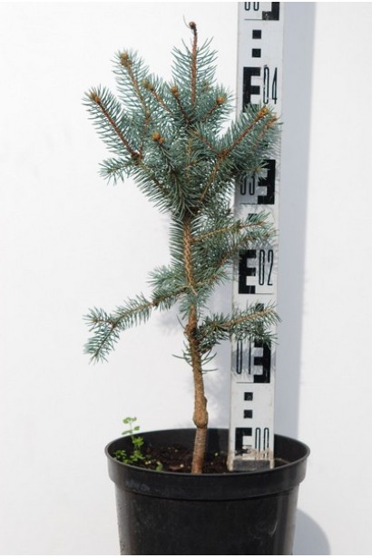 Ялина колюча Ізелі Фастiгiата в контейнері 3 л