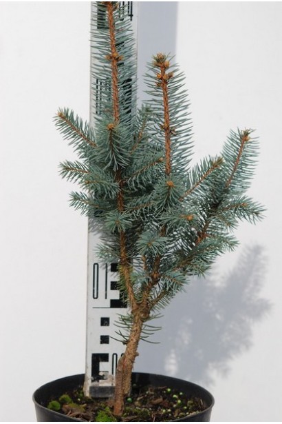 Ялина колюча Ізелі Фастiгiате саджанець 30-40 см