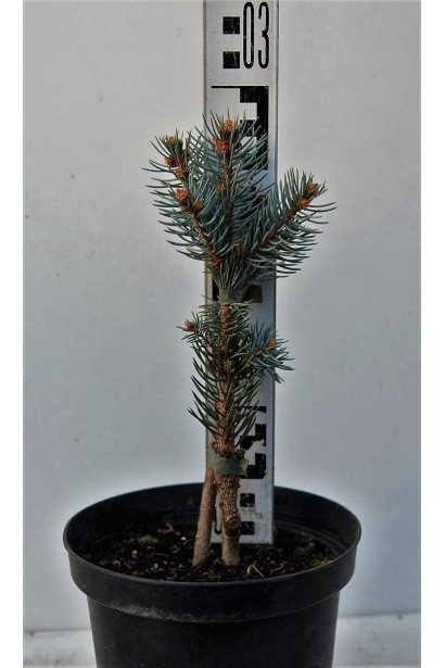 Ялина колюча Ізелі Фастiгiата контейнер С3