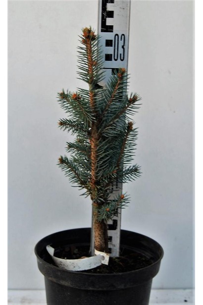 Ялина колюча Ізелі Фастiгiате саджанець 25-35 см