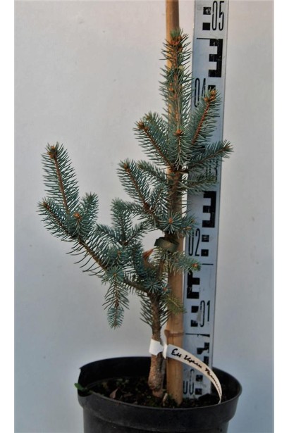 Ялина колюча Ізелі Фастiгiата в горщику 3 л  40-50 см