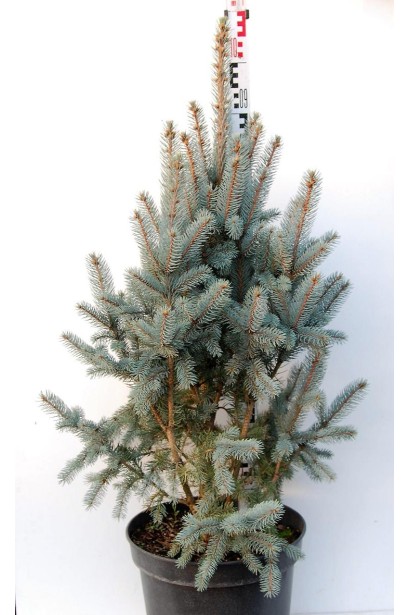 Ялина блакитна Ізелі Фастiгiата висота 80-100 см