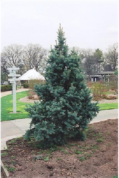 Picea pungens Iseli Fastigiate