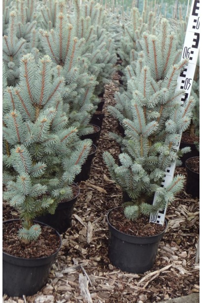 Picea Iseli Fastigiate