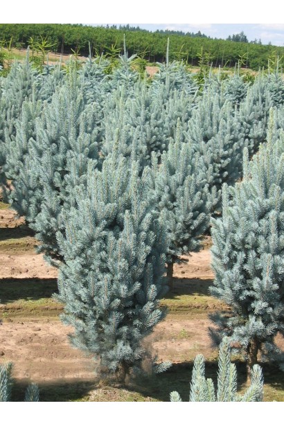 Ялина колюча блакитна 