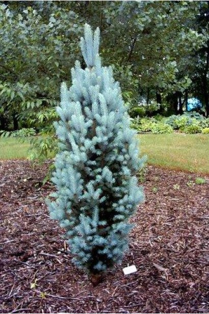 Ялина з вузьким габітусом Ізелі Фастiгiата