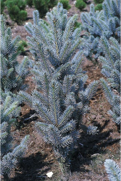 Ялина колюча Ізелі Фастiгiата яскраво-блакитна хвоя