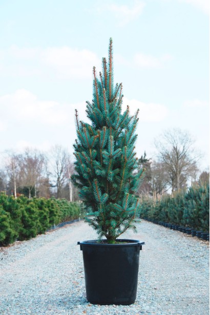 Ялина колюча Iseli Fastigiate