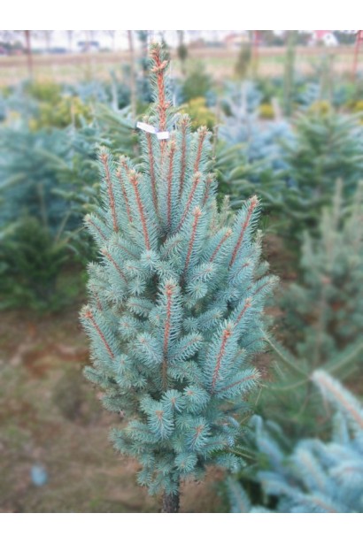 Ялина колюча Ізелі Фастiгiата