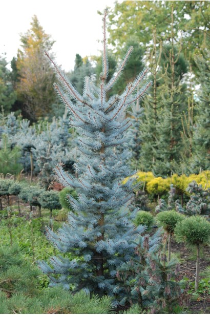 Компактна блакитна ялина з вузьким габітусом