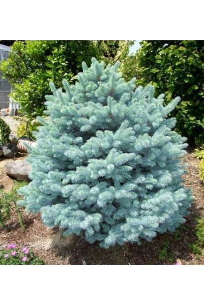 Ялина колюча Монтгомері