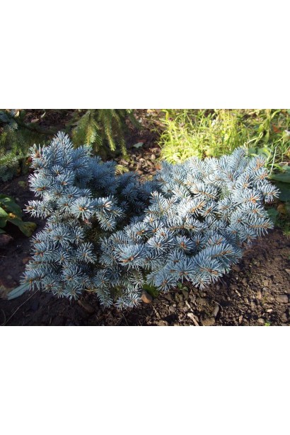 Ялина Монтгомері