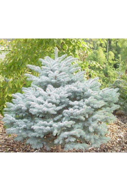 Ялина блакитна Монтгомері карликове дерево