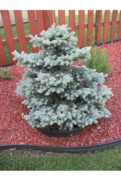 Ялина колюча Монтгомері в ландшафті