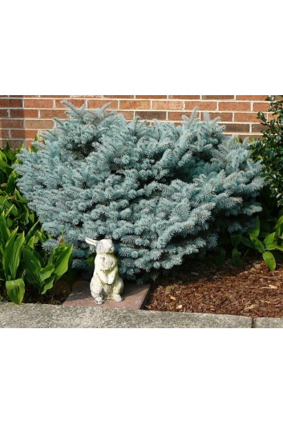 Ялина колюча Монтгомері на клумбі