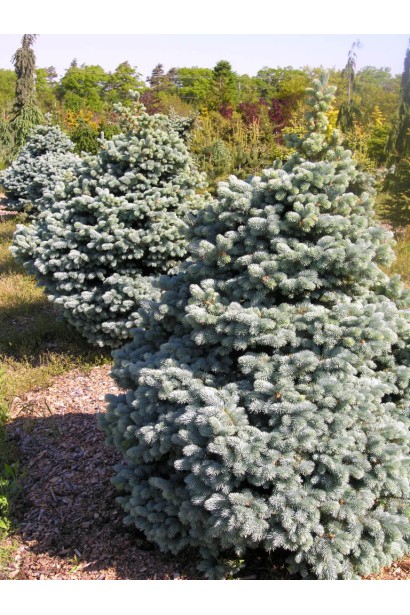 Picea pungens Montgomery