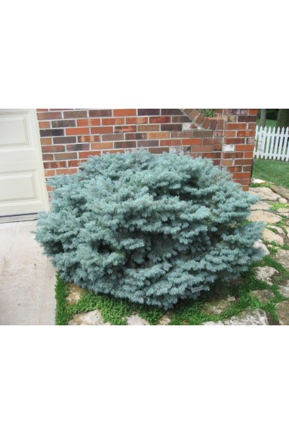 Ялина блакитна Montgomery 